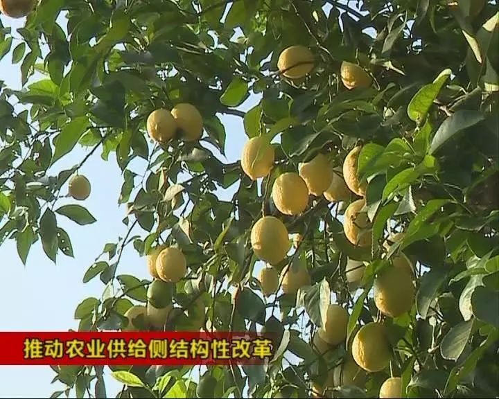 2018中國檸檬產業(yè)發(fā)展大會舉行 力建“千億產業(yè)”